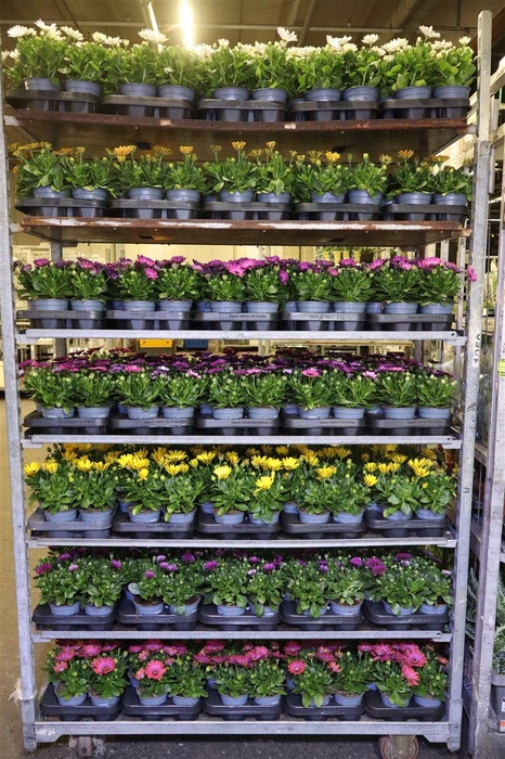 <h4>arr8 Osteo Mixk 1 Kleur Per Tray</h4>