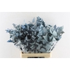 Euca Stuartiana Stab. Blue