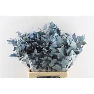 Euca Stuartiana Stab. Blue