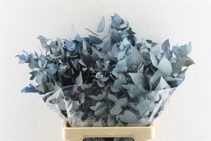 <h4>Euca Stuartiana Stab. Blue</h4>