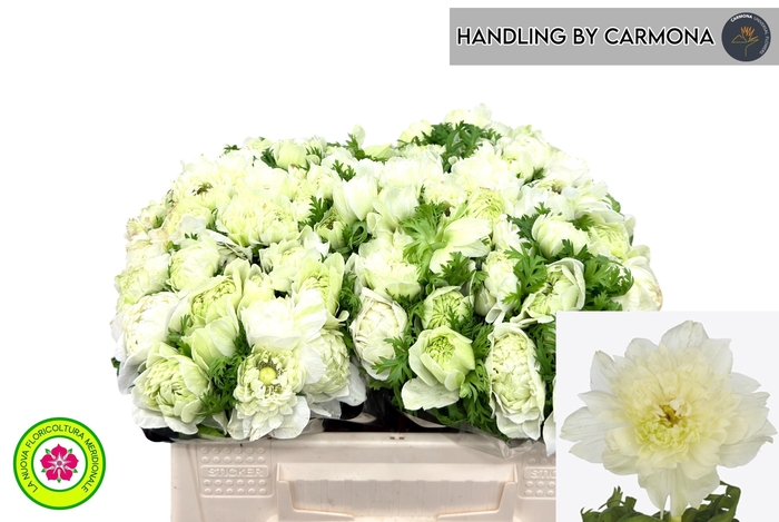 <h4>ANEM CO LEV BIANCO</h4>