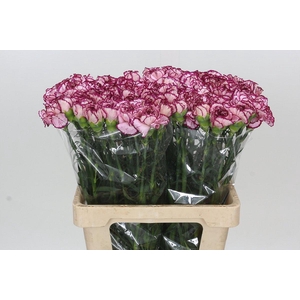 Dianthus St Baccarat Purple