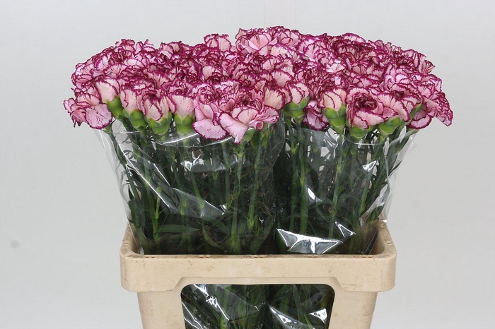 <h4>Dianthus St Baccarat Purple</h4>