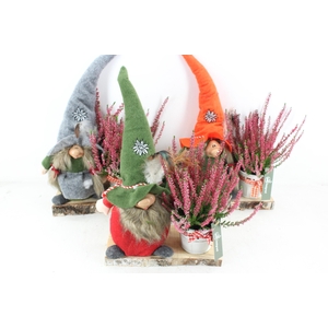 arr4 Outdoor MB - Gnome op plank calluna