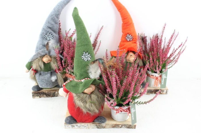 <h4>arr4 Outdoor MB - Gnome op plank calluna</h4>