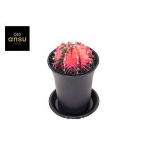 Gymno Cactus 'Variegated' EXTRA COLORED