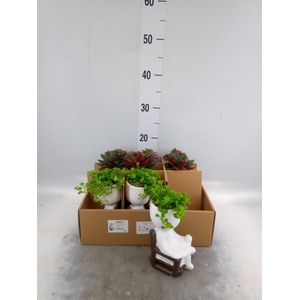 Arr.   Kamerplant Groen L%