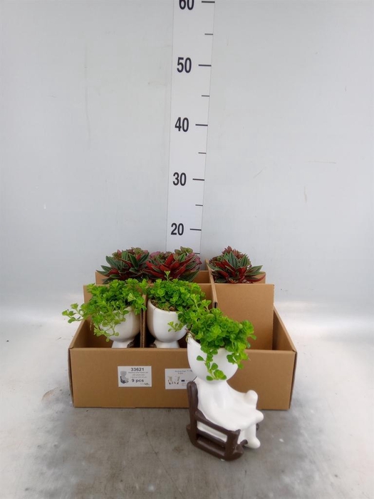 <h4>Arr.   Kamerplant Groen L%</h4>