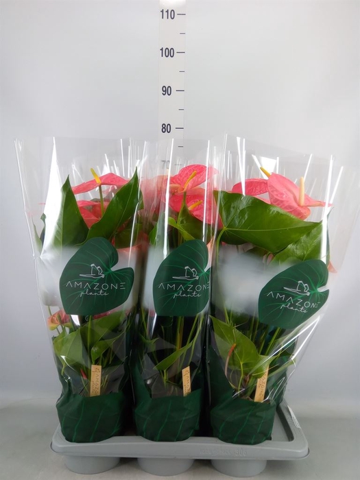 <h4>Anthurium andr. 'Colorado'</h4>