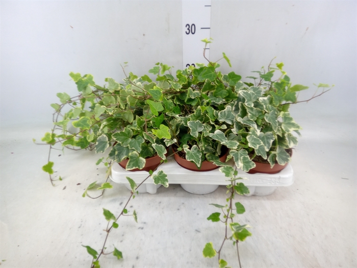 <h4>Hedera helix 'White Wonder'</h4>