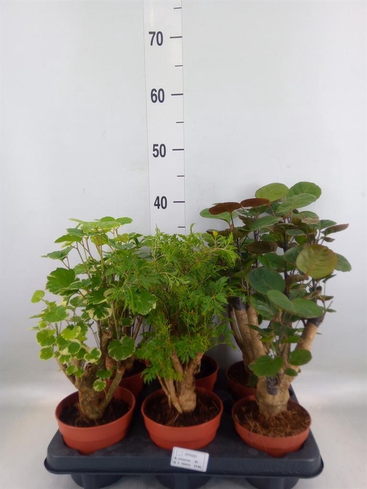 <h4>Polyscias   ...</h4>