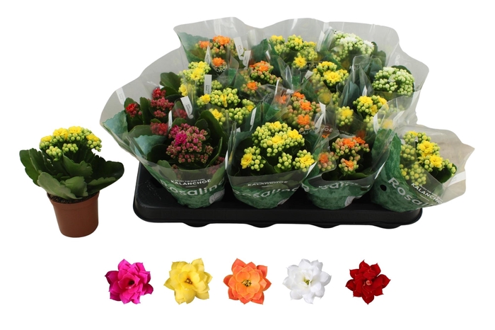 <h4>KAL GE RO GEM 5 KL</h4>