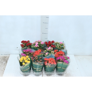 KALANCHOE DOBRADO MINI P09
