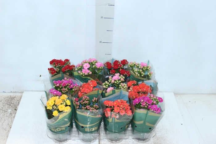 <h4>KALANCHOE DOBRADO MINI P09</h4>