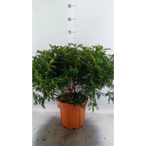 Bonsai   ..Zanthoxylum piperitum