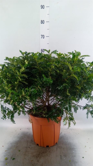 <h4>Bonsai   ..Zanthoxylum piperitum</h4>