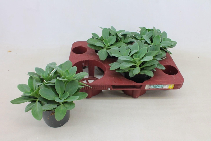 Senecio Cephalophorus 12cm