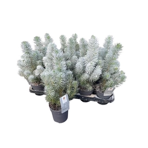 PINUS SILVER CREST