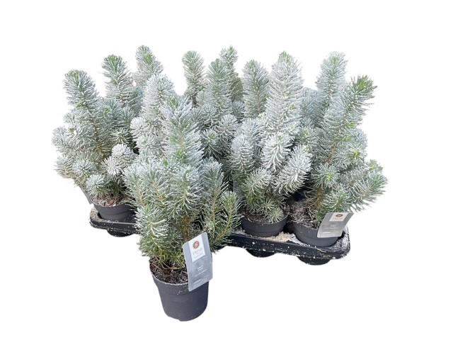 <h4>Pinus Silver Crest</h4>