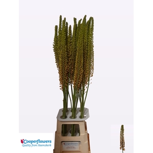 EREMURUS PINOKKIO