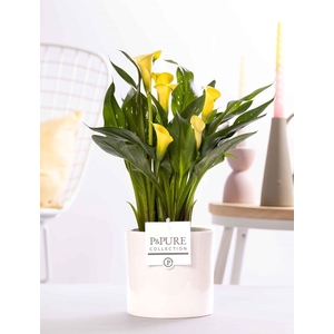 Zantedeschia yellow in P&PURE Essential ceramics white