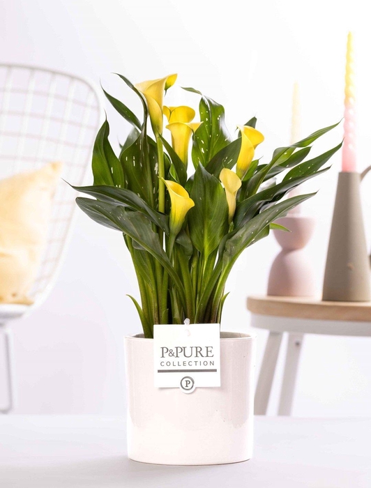 <h4>Zantedeschia yellow in P&PURE Essential ceramics white</h4>