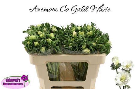 <h4>Anem Co Galil Wit</h4>