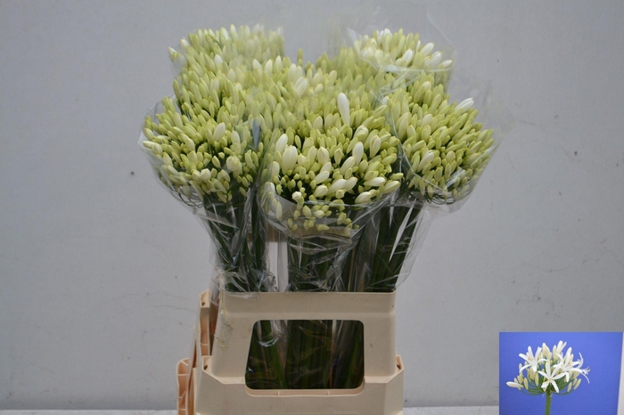 <h4>Agapanthus Eyfori White 70cm</h4>
