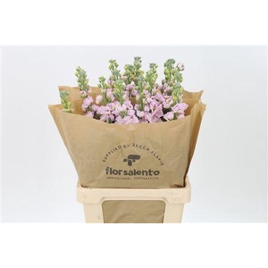 Matth Iron Cherry Blossom