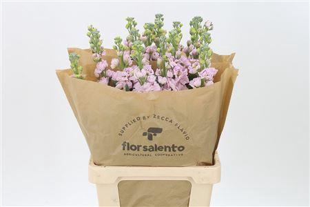 <h4>Matth Iron Cherry Blossom</h4>