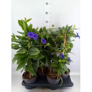 Thunbergia battiscombei