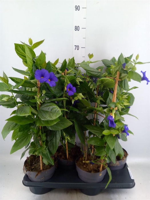 <h4>Thunbergia battiscombei</h4>