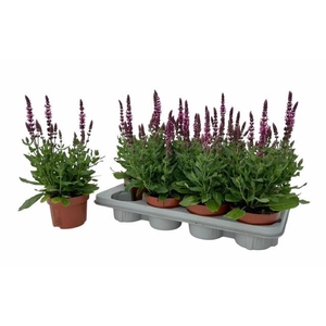 SALVIA NE SE DP ROSE
