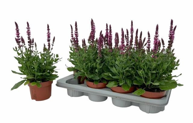<h4>SALVIA NE SE DP ROSE</h4>