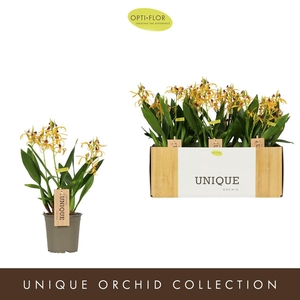 Orchideeen