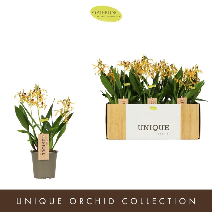 <h4>Orchideeen</h4>