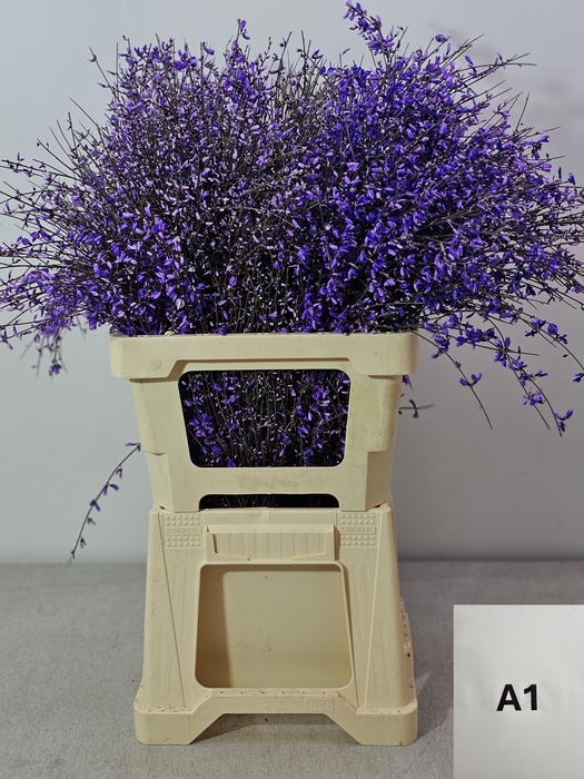 <h4>GINGSTER PB MILKA</h4>