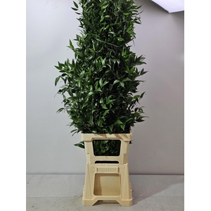 RUSCUS LANG PB 5 TAK