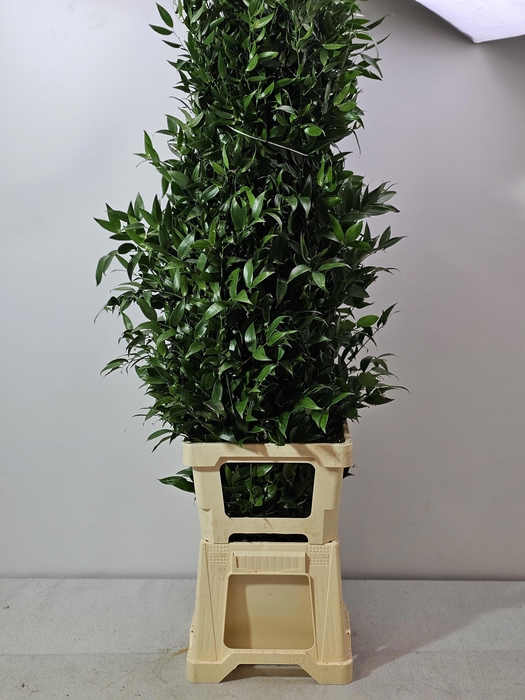 <h4>RUSCUS LANG PB 5 TAK</h4>