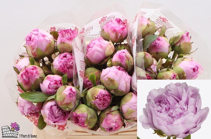 <h4>Paeo Su Gioia Pink</h4>