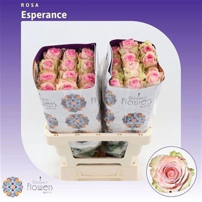 <h4>R Gr Esperance Ec</h4>