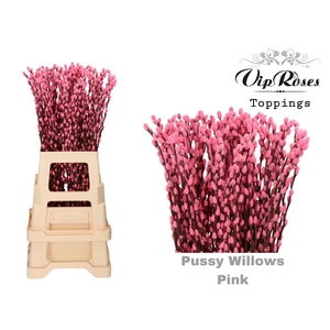 Salix Pussy Willow Pink