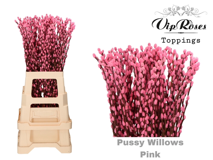 <h4>SALIX PUSSY WILLOW PINK</h4>