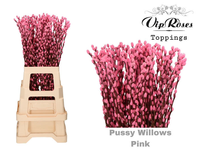 <h4>SALIX PUSSY WILLOW PINK</h4>