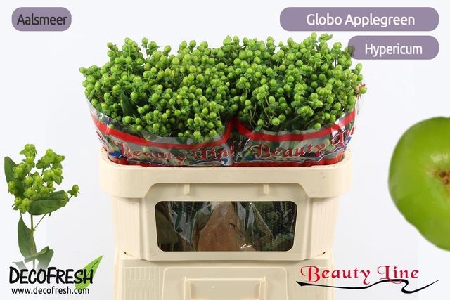<h4>Hyp Globo Applegreen</h4>