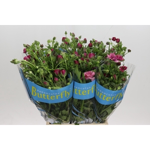 Ranunculus Butterfly Thiva