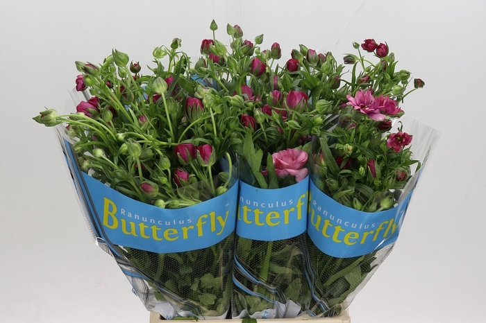 <h4>Ranunculus Butterfly Thiva</h4>