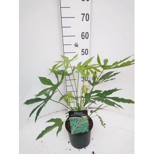 Fatsia polycarpa Green Fingers C2