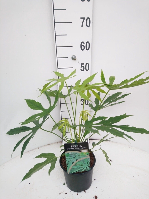 <h4>Fatsia polycarpa Green Fingers C2</h4>
