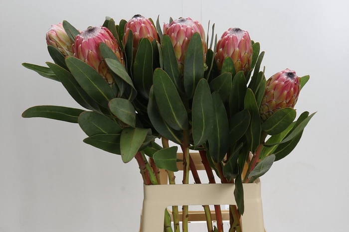 <h4>Protea Susara</h4>